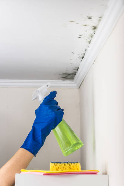 Best Localized Mold Remediation (e.g., coastal areas, humid climates) in Belle Plaine, KS